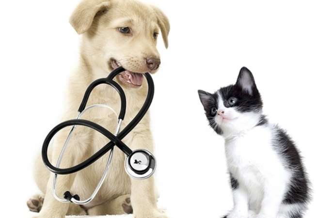 veterinary-services